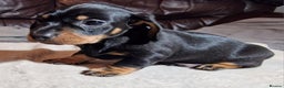 Miniature Dachshund dogs for sale: Champion bloodlines excellent quality KC miniature - Advert 3
