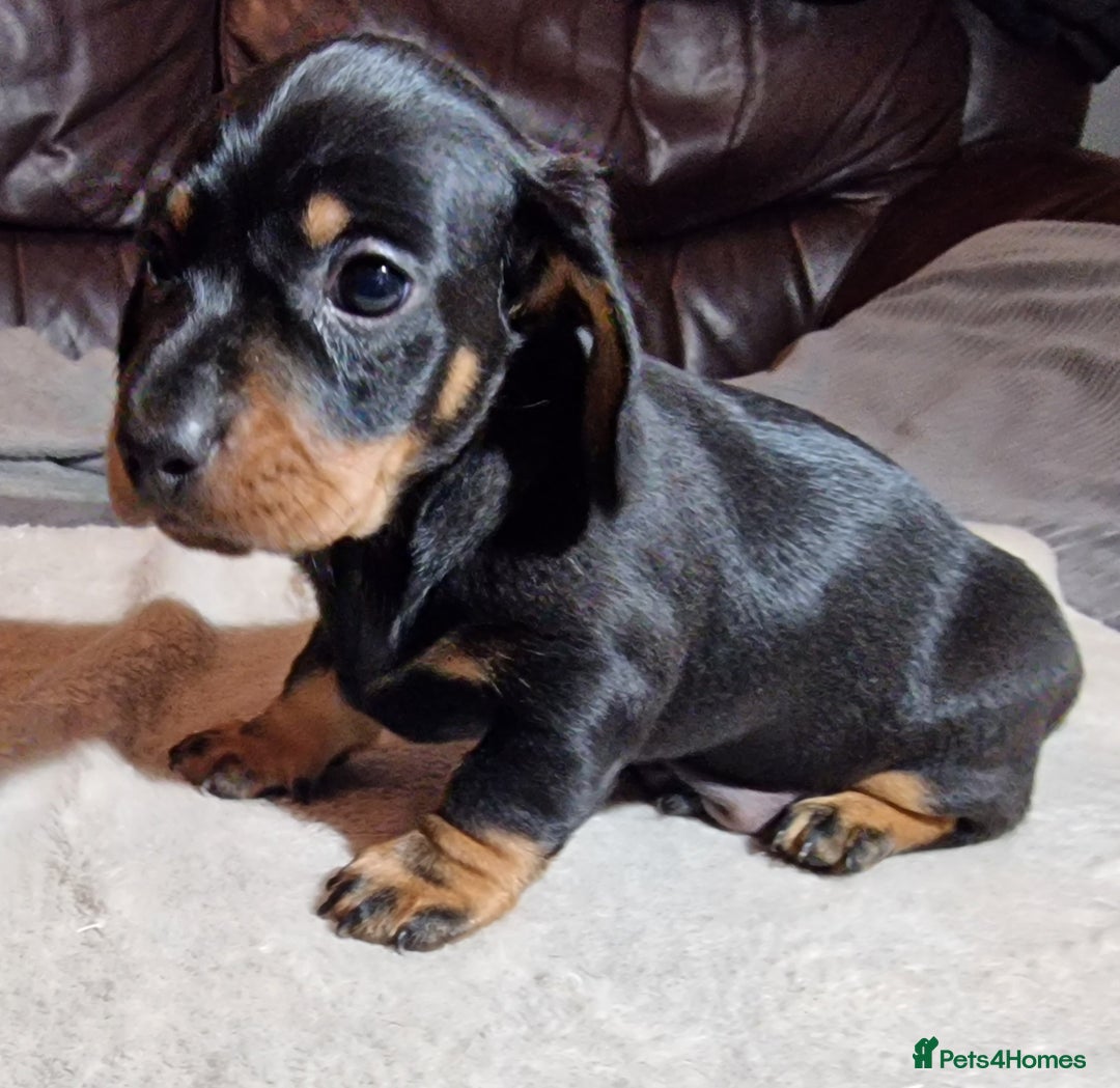 Miniature Dachshund dogs for sale: Champion bloodlines excellent quality KC miniature - Advert 3