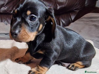 Miniature Dachshund dogs Champion bloodlines excellent quality KC miniature - Advert 20