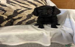 Cockapoo dogs for sale: F1 Cockapoos ready🩷 - Image 12