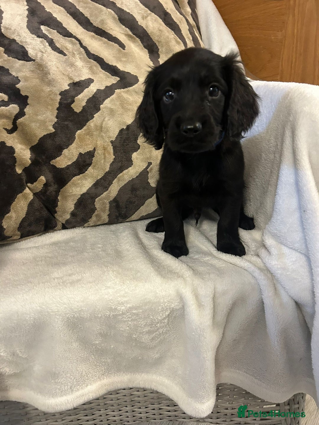 Cockapoo dogs for sale: F1 Cockapoos ready🩷 - Image 12
