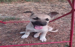 Mixed Breed dogs for adoption: OZZY, a Lovely Puppy Boy - for a Loving Home - Image 19