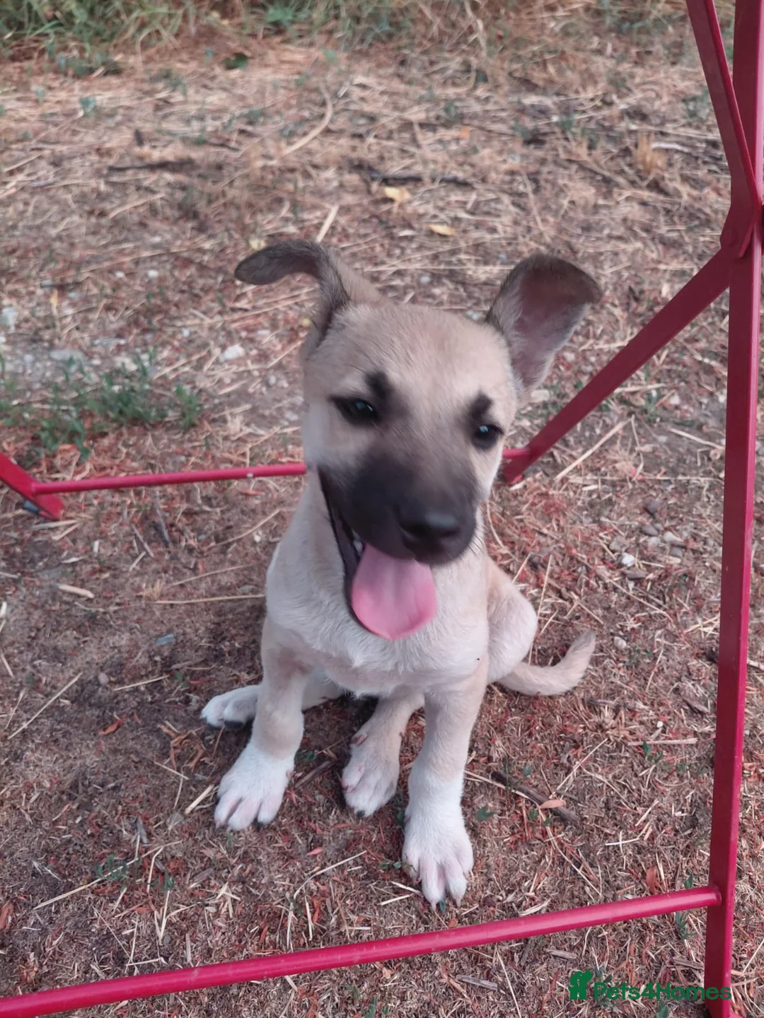Mixed Breed dogs for adoption: OZZY, a Lovely Puppy Boy - for a Loving Home - Advert 19