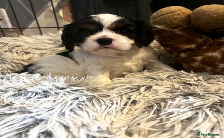 Cavalier King Charles Spaniel dogs - Advert 4