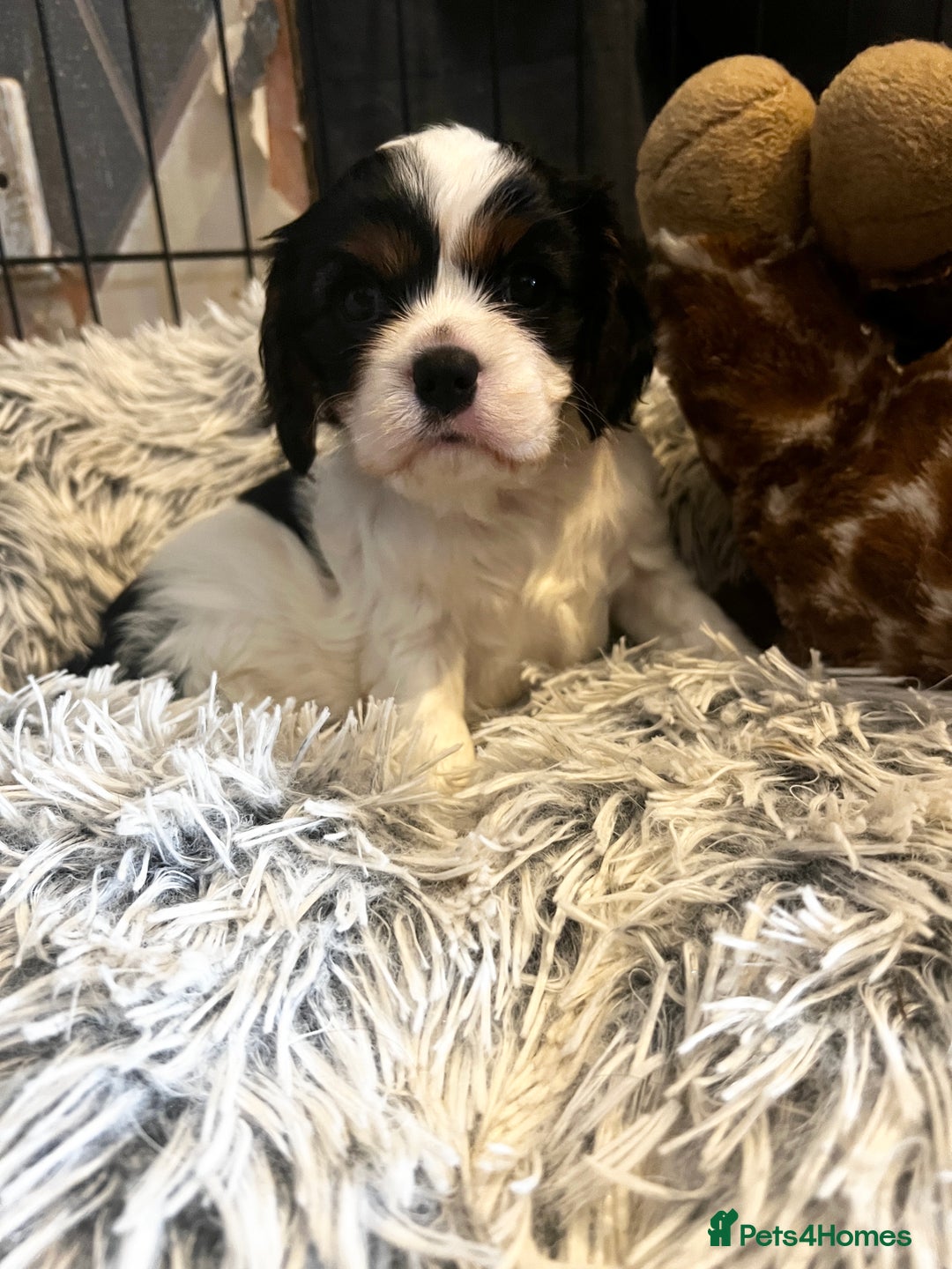 Cavalier King Charles Spaniel dogs for sale: 3 beautiful tri girls available  - Image 3