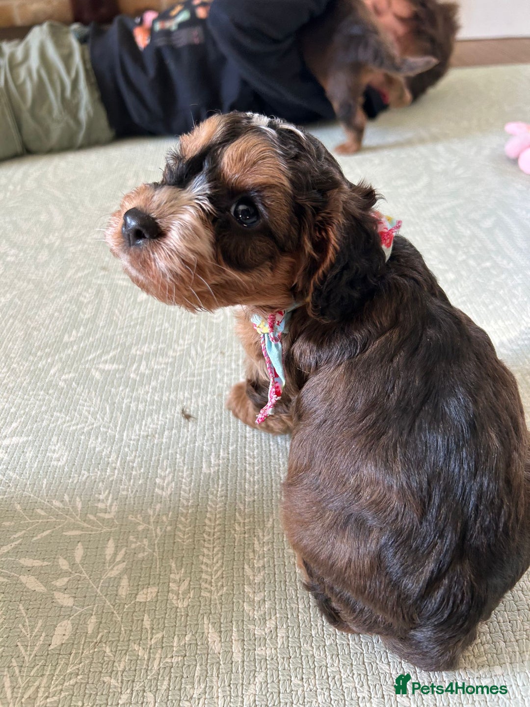 Cockapoo dogs for sale: Cockapoo puppies - Image 13
