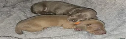 Miniature Dachshund dogs for sale: Pedigree Smooth Coat Miniature Dachshund - Advert 3