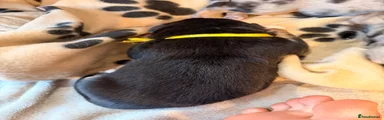 Tri colour boy (yellow)