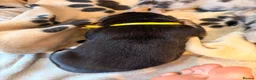 Mixed Breed dogs for sale: Shollie litter expected on the 16th of September - Advert 2