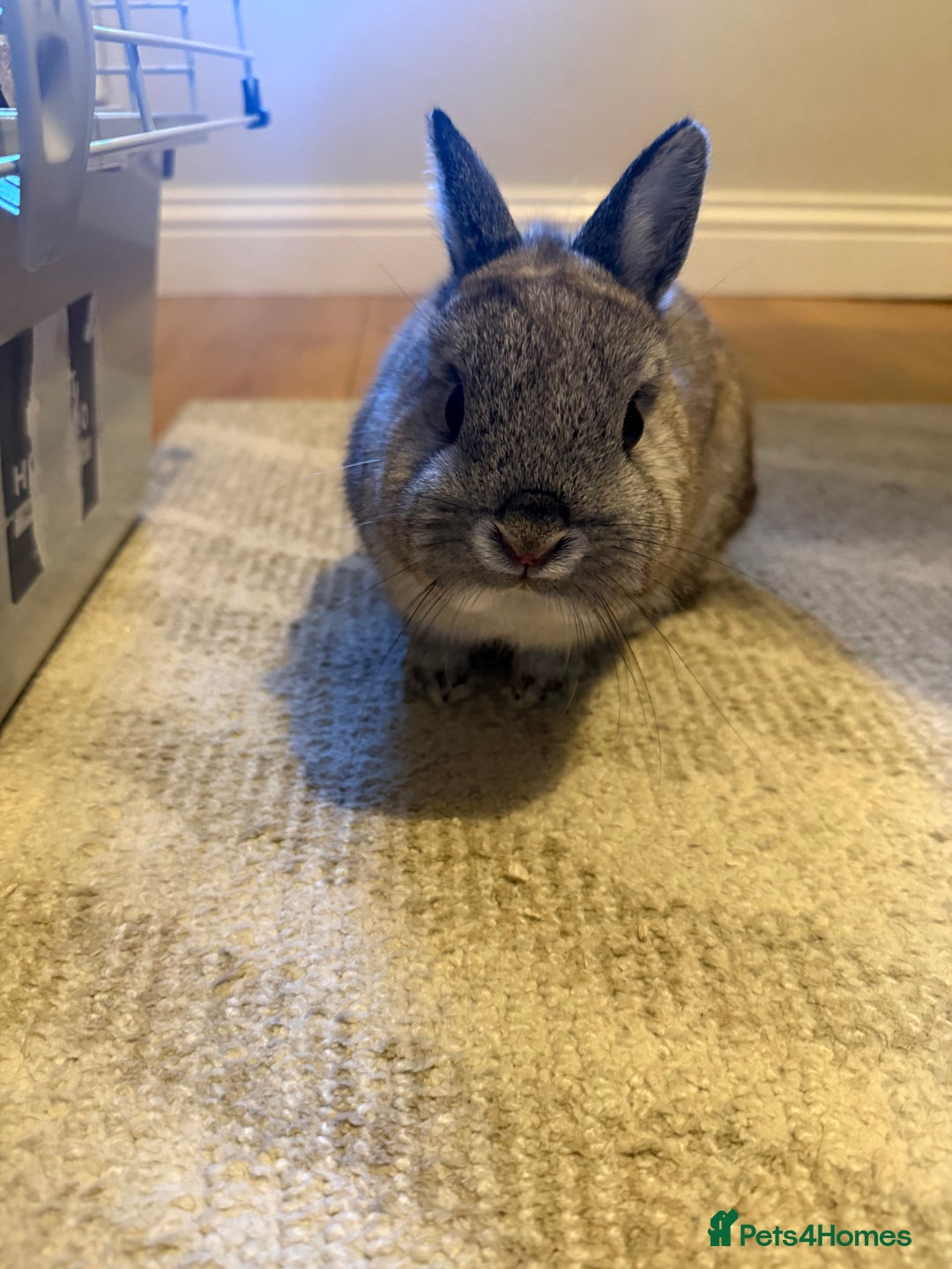 Netherland Dwarf rabbits for sale: Netherland dwarf male rabbit  - Advert 5