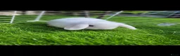 Mini Lop rabbits for sale: Beautiful Mini lop looking good a home . - Advert 4