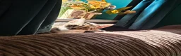 Bengal cats for sale: Female Bengal X kitten  - Advert 2