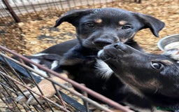 Mixed Breed dogs for sale: Kelpie x Border Collie pups available for new home - Image 7