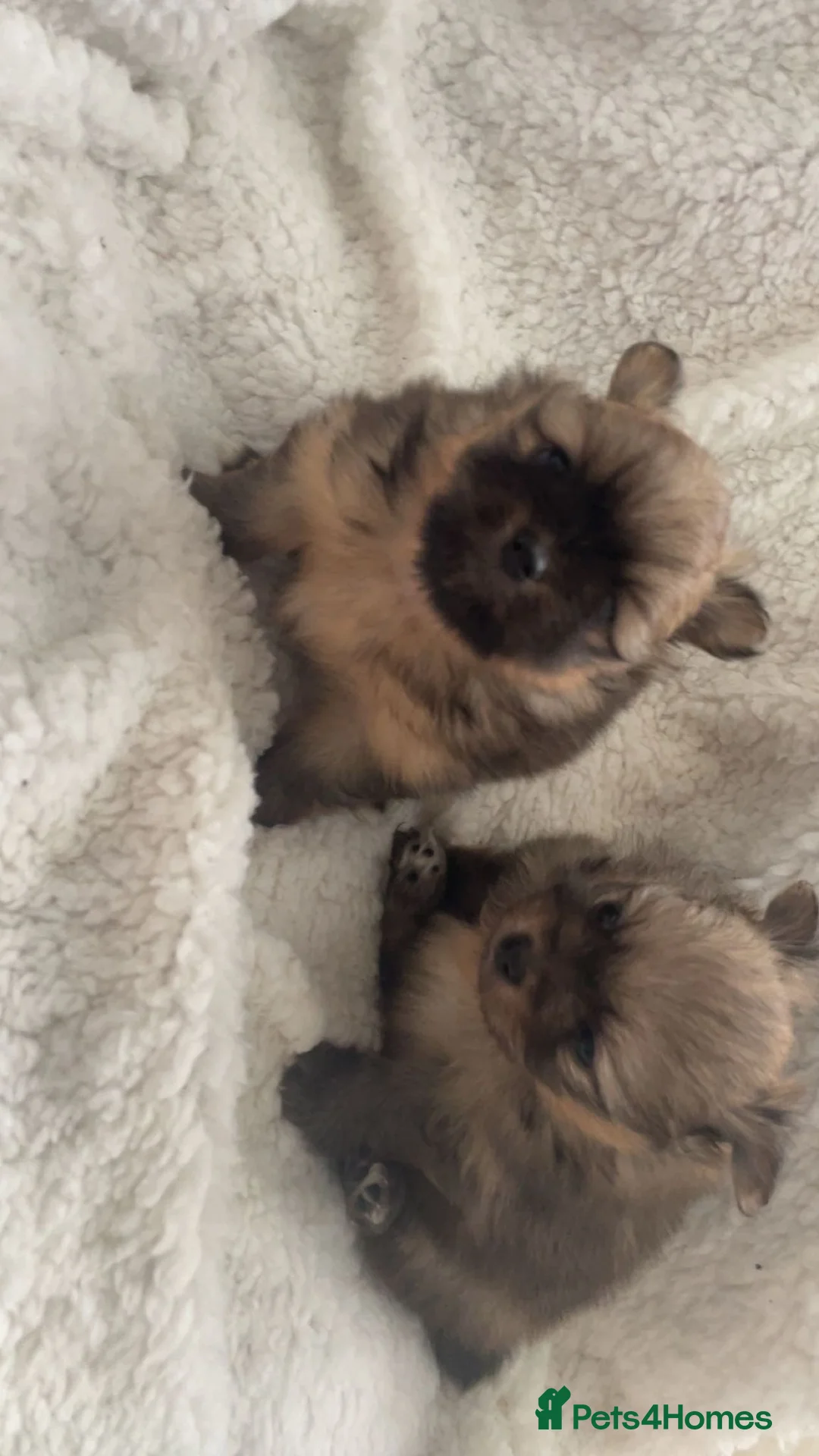 Pomeranian dogs for sale: Pomeranian pups  in Barnsley - Advert 2