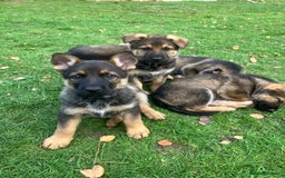 German Shepherd dogs for sale: German Shepherd puppies ideal family security dog - Image 1