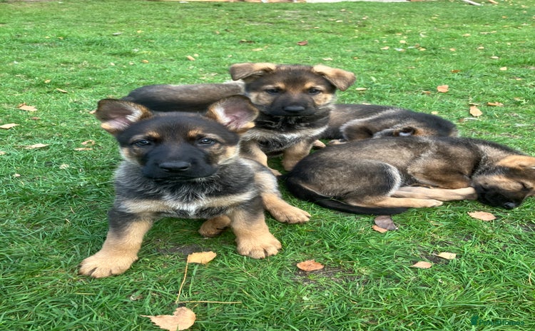 German Shepherd dogs - Advert 2
