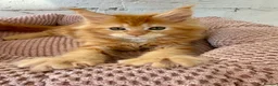Maine Coon cats for sale: TICa reg 9 XXL Massive Red Kittens - Advert 17