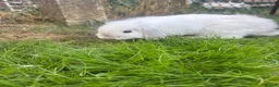Mini Lop rabbits for sale: White a grey mini lop bunny  - Advert 2