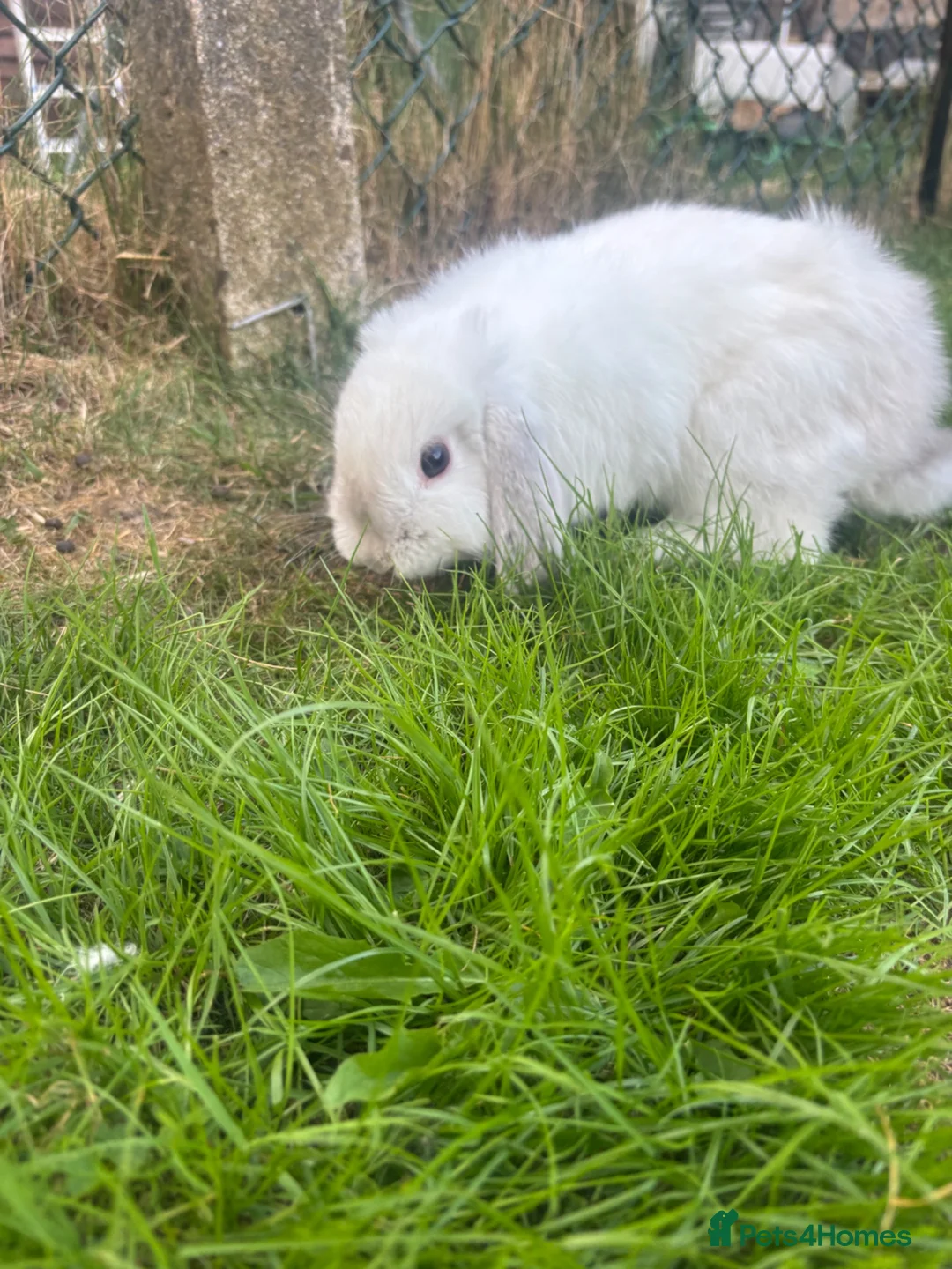 Mini Lop rabbits for sale: White a grey mini lop bunny  - Advert 2