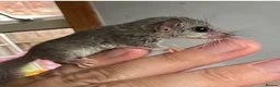 Mouse rodents for sale:  African pygmy door mouse mice (micro squirrels) - Advert 1