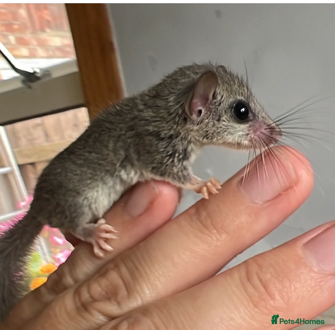 Mouse rodents for sale:  African pygmy door mouse mice (micro squirrels) - Advert 1