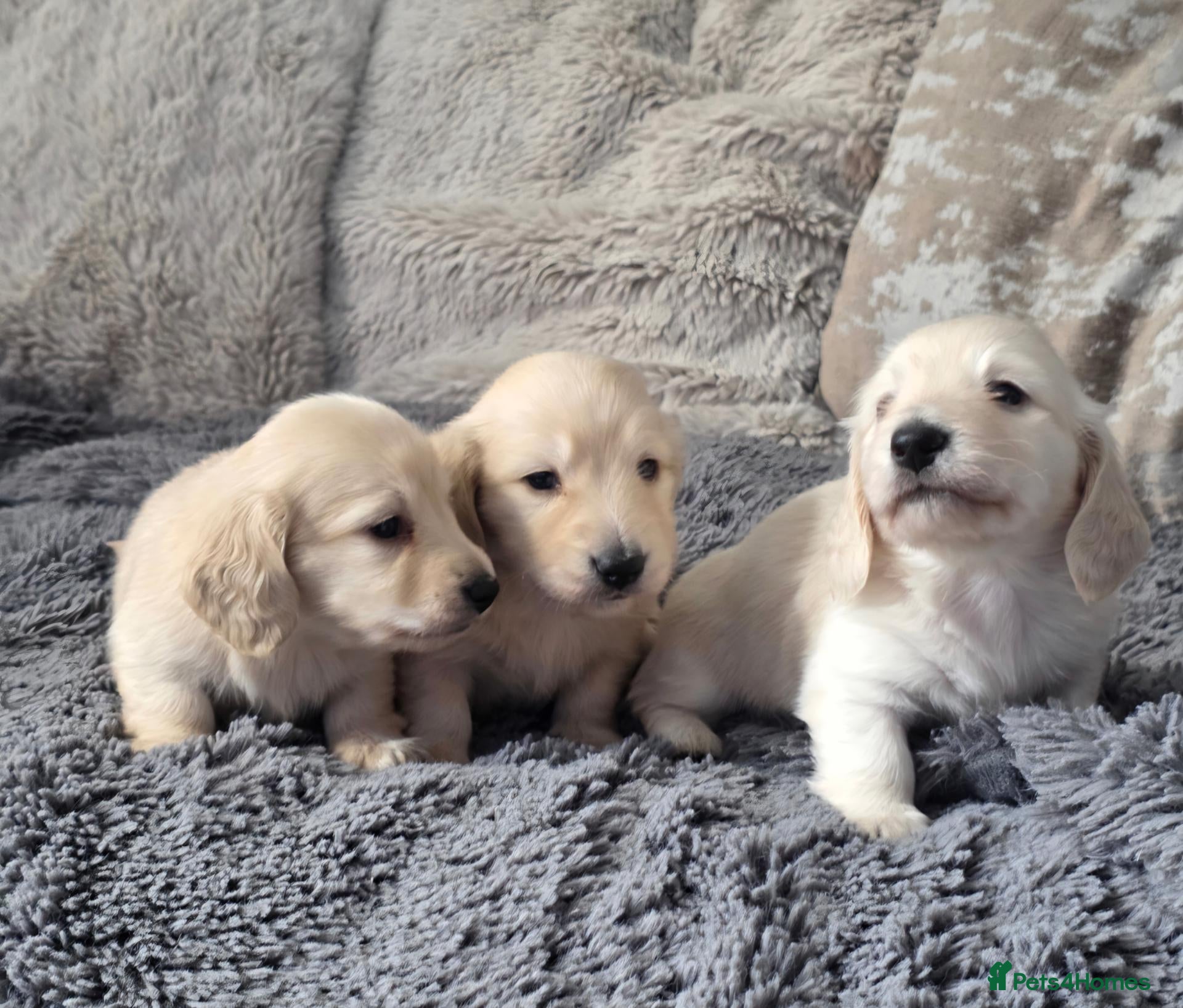 Miniature Dachshund dogs Clear cream miniature long-haired Dachshunds - Advert 2