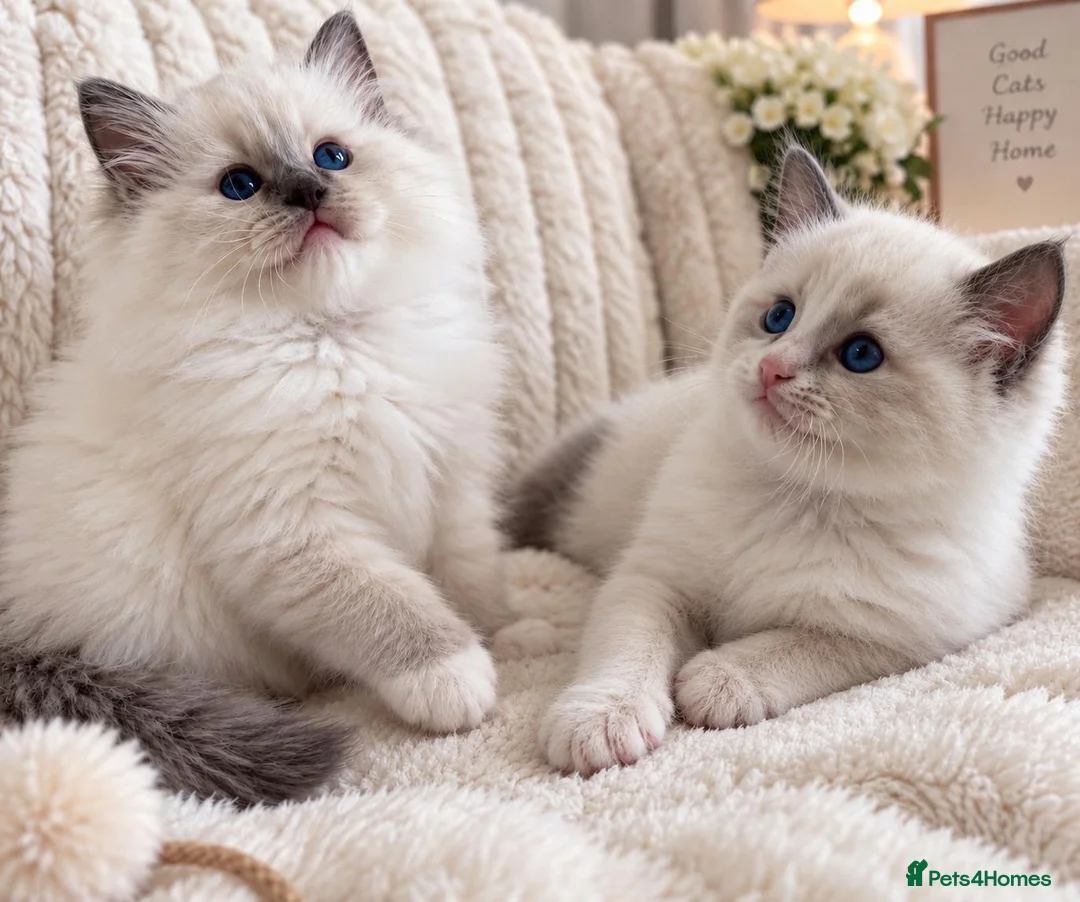 Ragdoll cats for sale: TICA REGISTERED RAGDOLL KITTENS - Advert 1