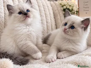 Ragdoll cats TICA REGISTERED RAGDOLL KITTENS - Advert 5