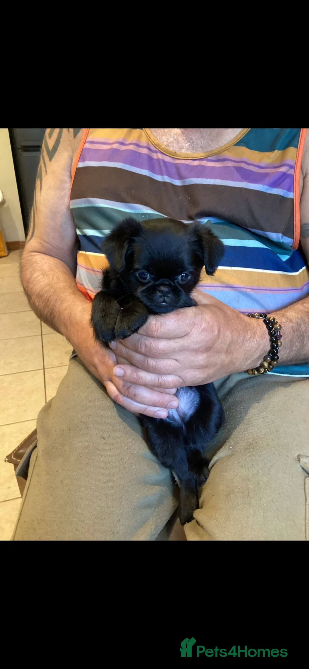 Griffon Bruxellois dogs for sale:  Brussels Griffon puppies  - Advert 2