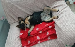 French Bulldog dogs for sale: Black&Tan french bulldog  - Image 3