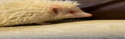 Pygmy Hedgehog rodents for sale: Pygmy Hedghogs mixed colours  - Advert 6