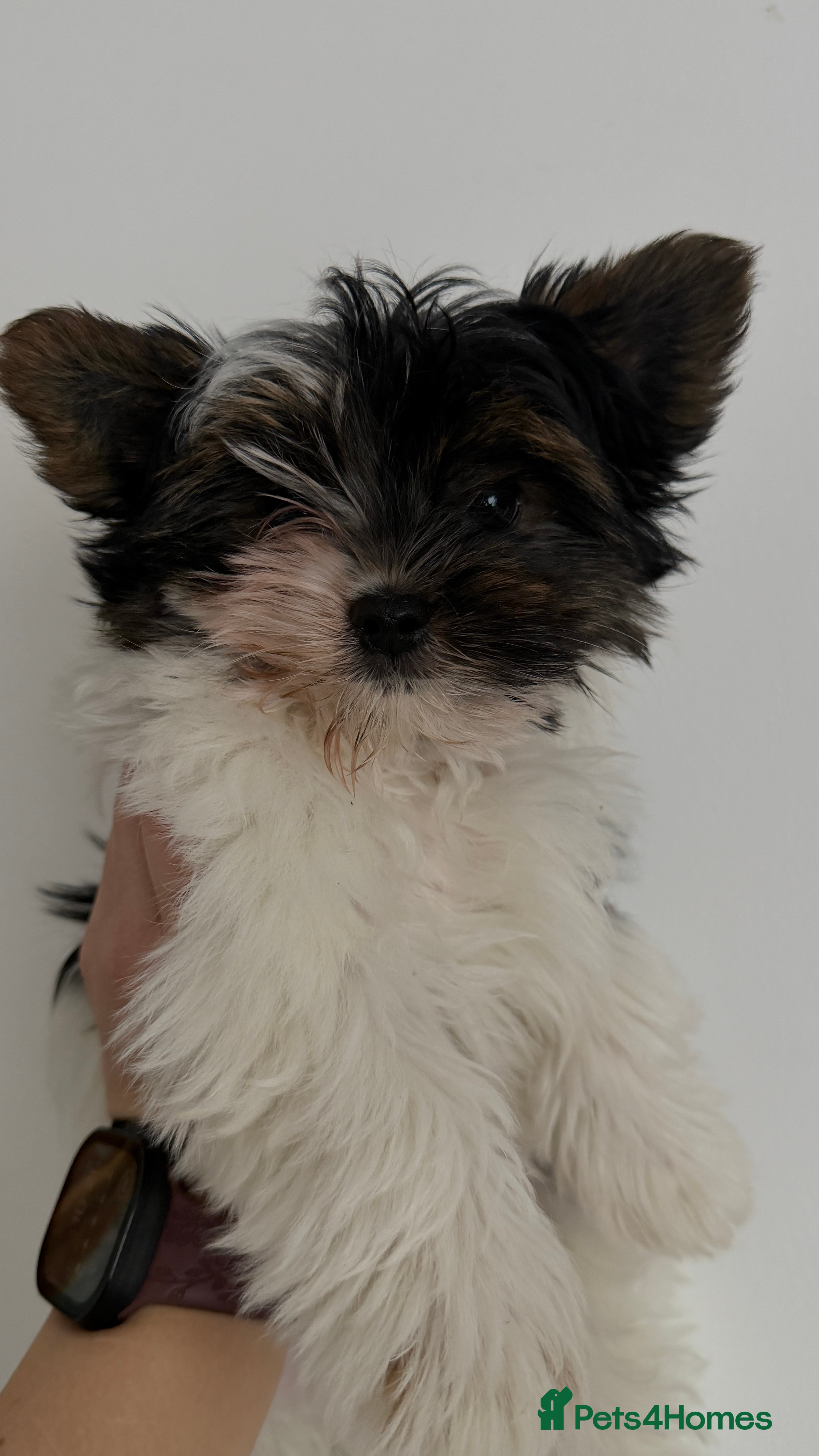 Biewer Terrier dogs Two boys Biewer only ready now  - Advert 15