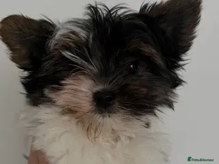 Biewer Terrier dogs Two boys Biewer only ready now - Advert 15