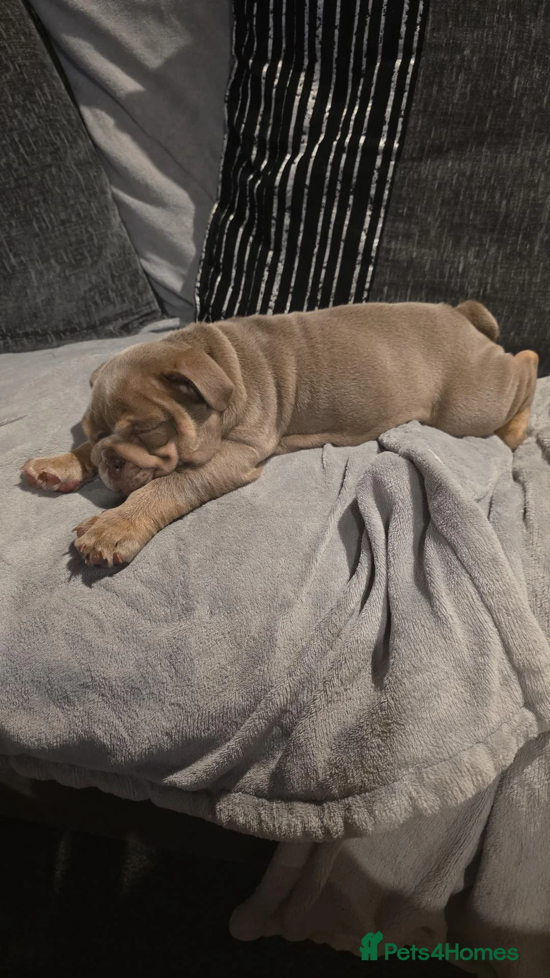 English Bulldog dogs for sale: 7 month old bulldog puppy  - Advert 2