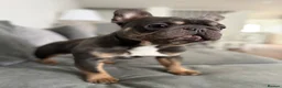 French Bulldog dogs for sale: 🐾 Beautiful French Bulldog Boy 🐾 - Advert 3