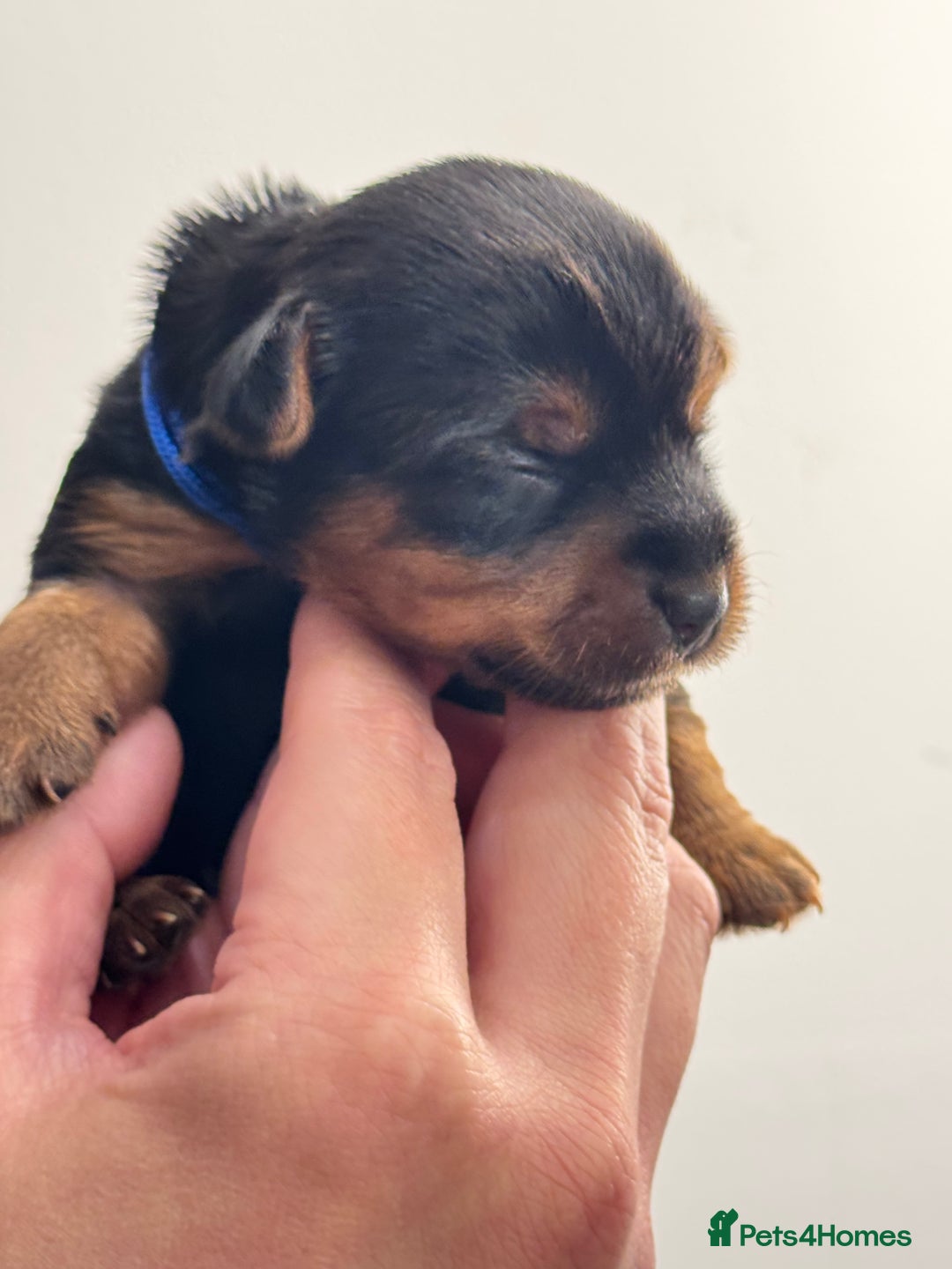 Yorkshire Terrier dogs for sale: Yorkshire Terrier Boys~Harry, Ron, Fred & George  - Advert 3