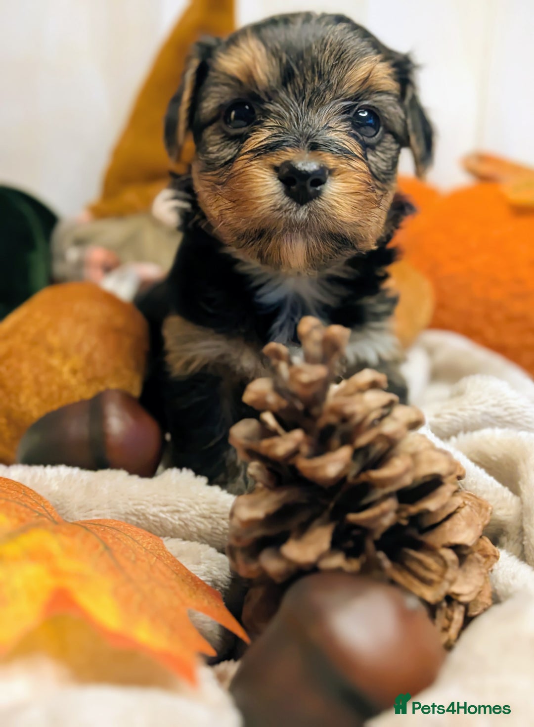 Yorkshire Terrier dogs for sale: 4 week old miniature Yorkshire terriers, 7 males  - Image 11