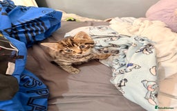 Abyssinian cats for sale: Two boy kittens  - Image 1