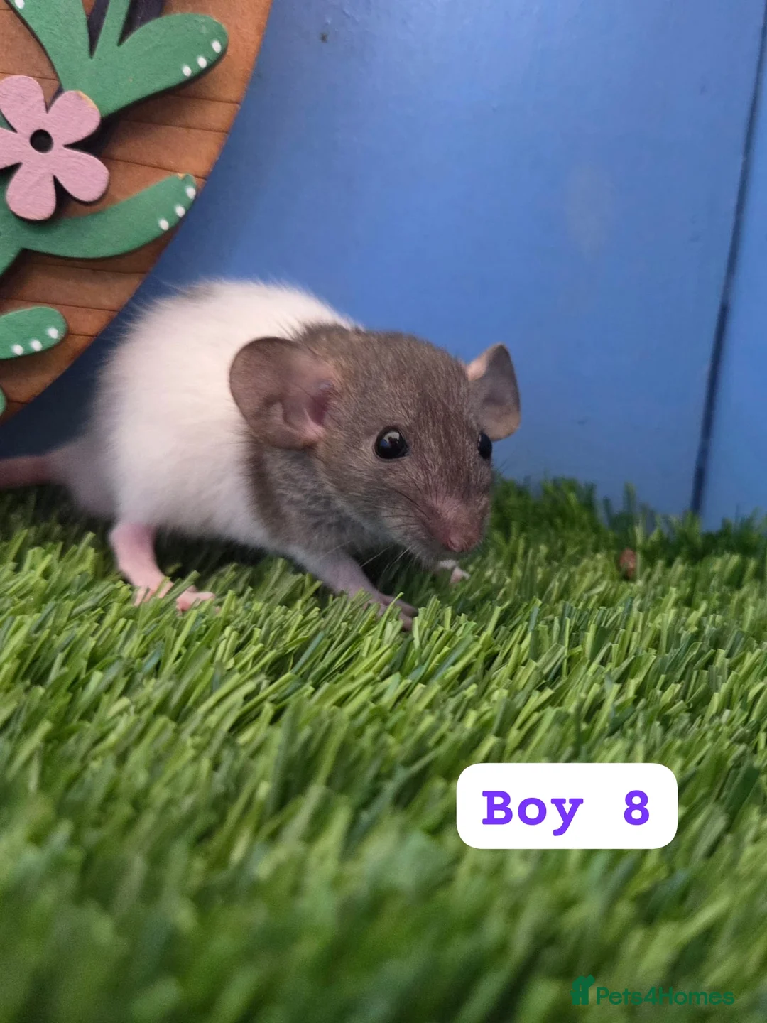Rat rodents for sale: Dwarf Baby Rats Male Female Girls Boys  - Advert 14