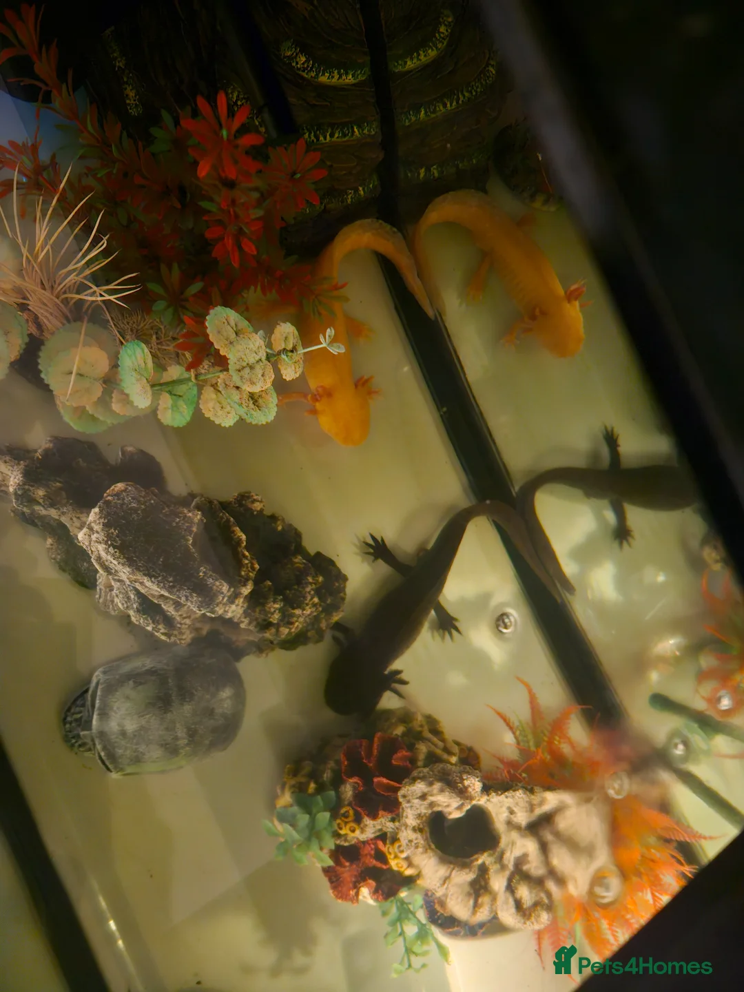 Other/Mixed Breed fish for sale: 2x axolotls  - Advert 2