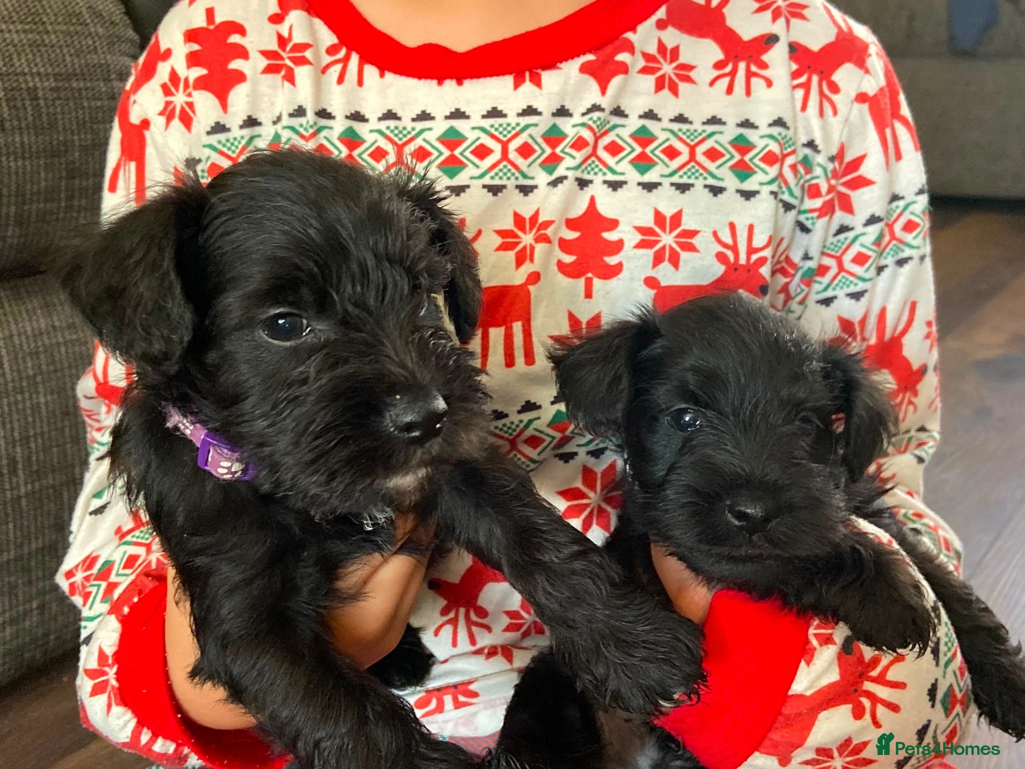 Miniature Schnauzer dogs Miniature schnauzer  - Advert 1
