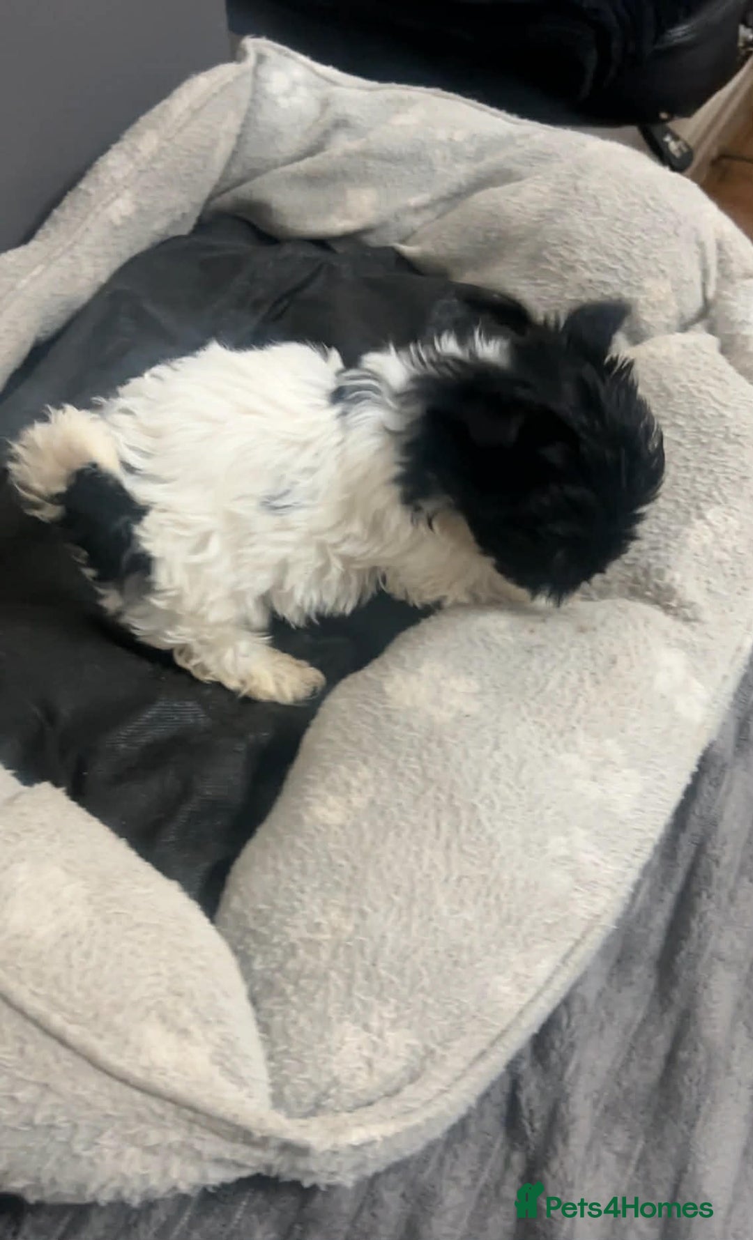 Biewer Terrier dogs for sale: Beautiful biewer terrier puppies for sale - Advert 6