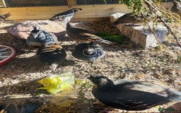 Quail poultry for sale: 2025 pairs of Californian quail, full colour x8 - Image 3