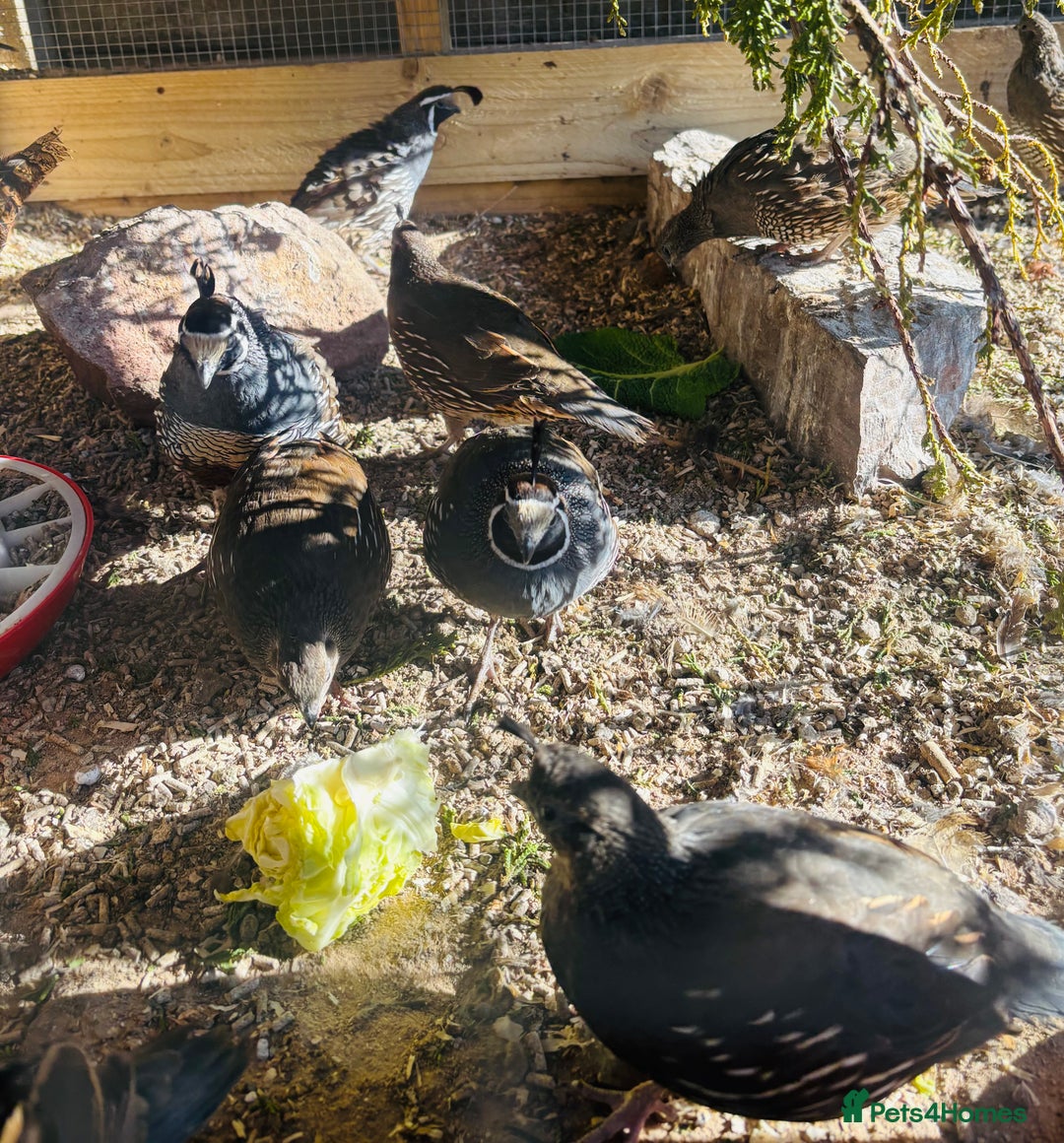 Quail poultry for sale: 2025 pairs of Californian quail, full colour x8 - Image 3