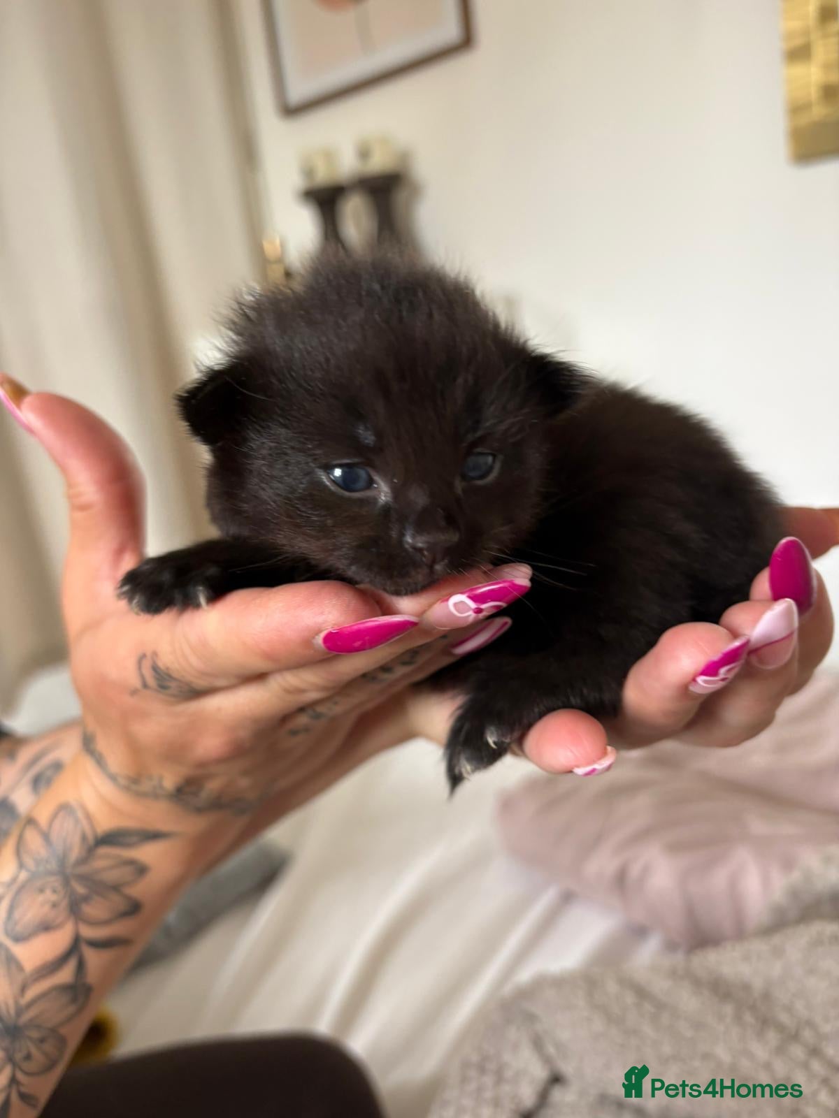 Mixed Breed Kitten 2
