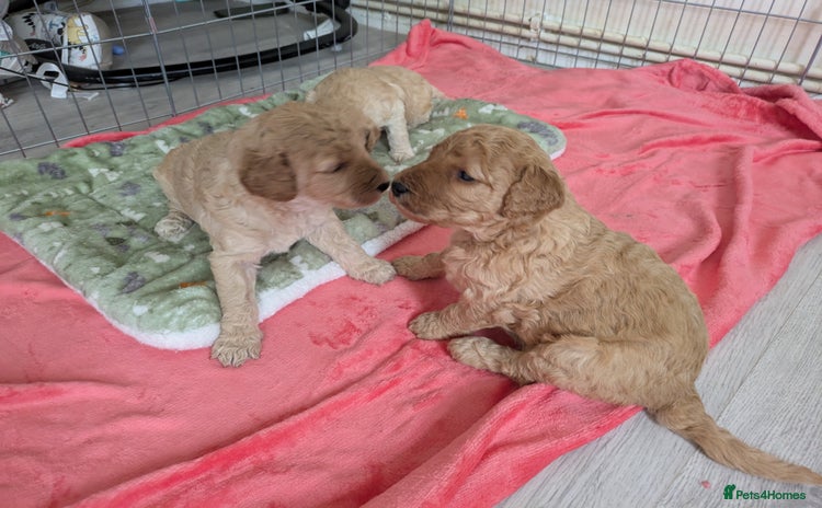 Labradoodle dogs - Advert 6