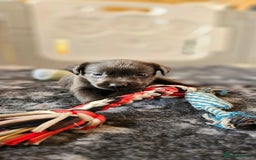 Labrador Retriever dogs for sale: THE LAST 4 KC HEALTH TESTED LABS READY TO NOW.  - Image 30