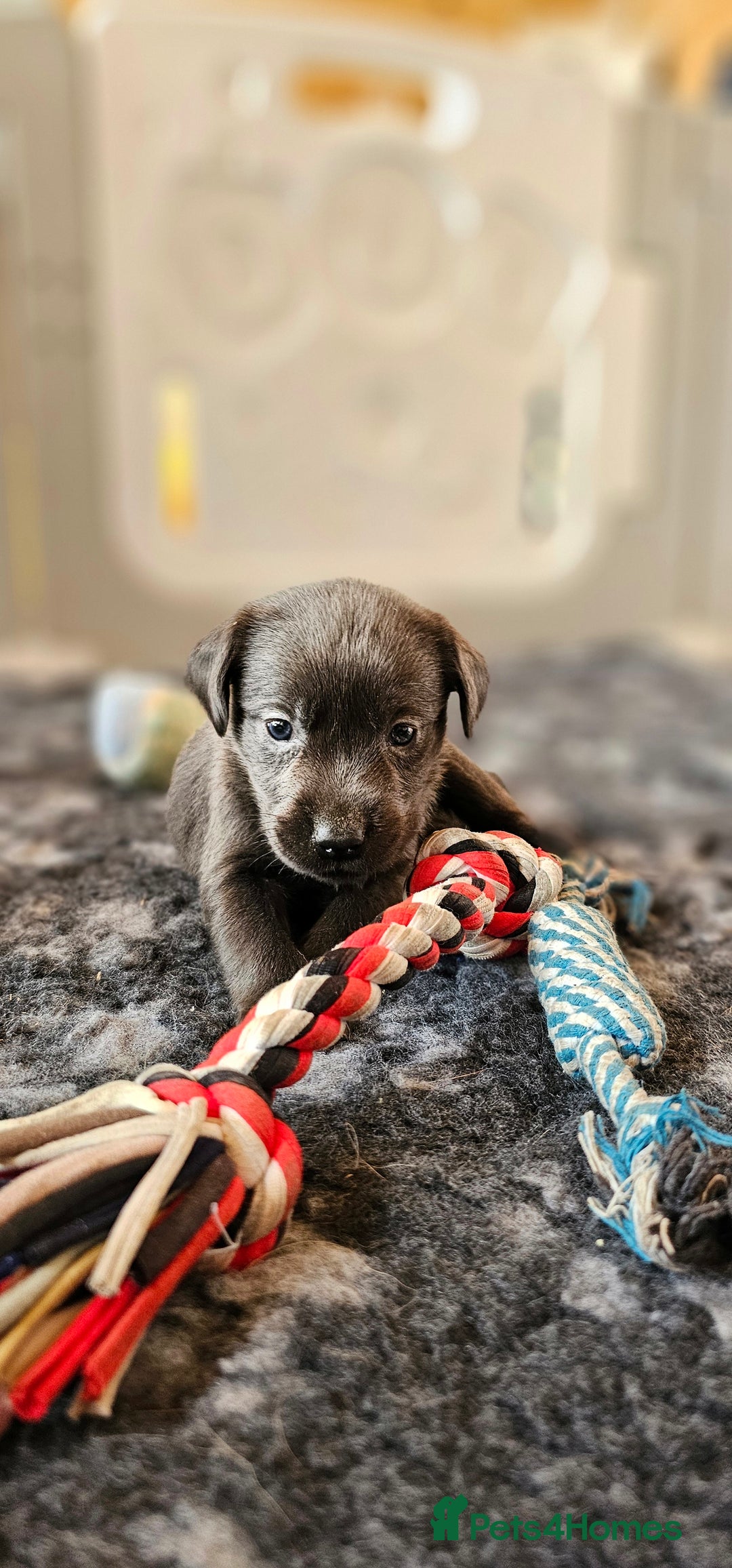 Labrador Retriever dogs for sale: THE LAST 4 KC HEALTH TESTED LABS READY TO NOW.  - Image 30