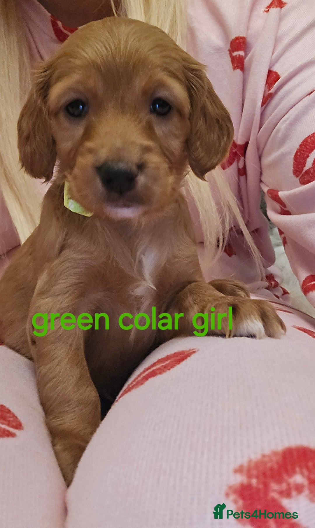 Cockapoo dogs for sale: 7 f2 cockapoos - Advert 18