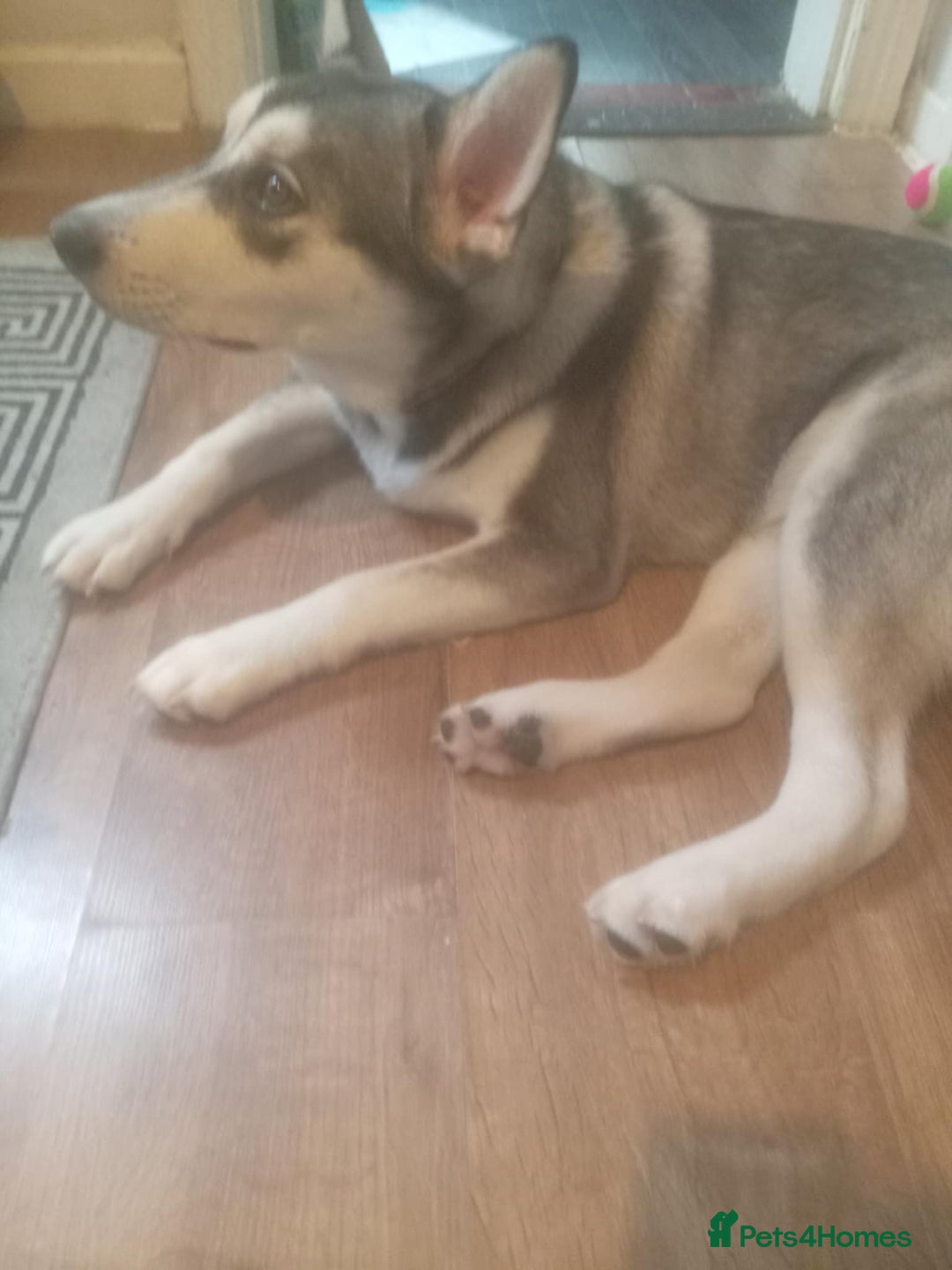 Mixed Breed dogs for sale: Siberian Husky Mix Puppy for rehome - Image 1